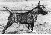 Erenden Unctious Ullock | Miniature Bull Terrier 