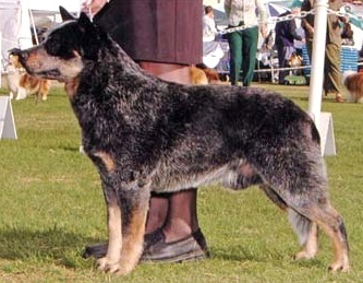 So-Lo Hard Working Man | Australian Cattle Dog 