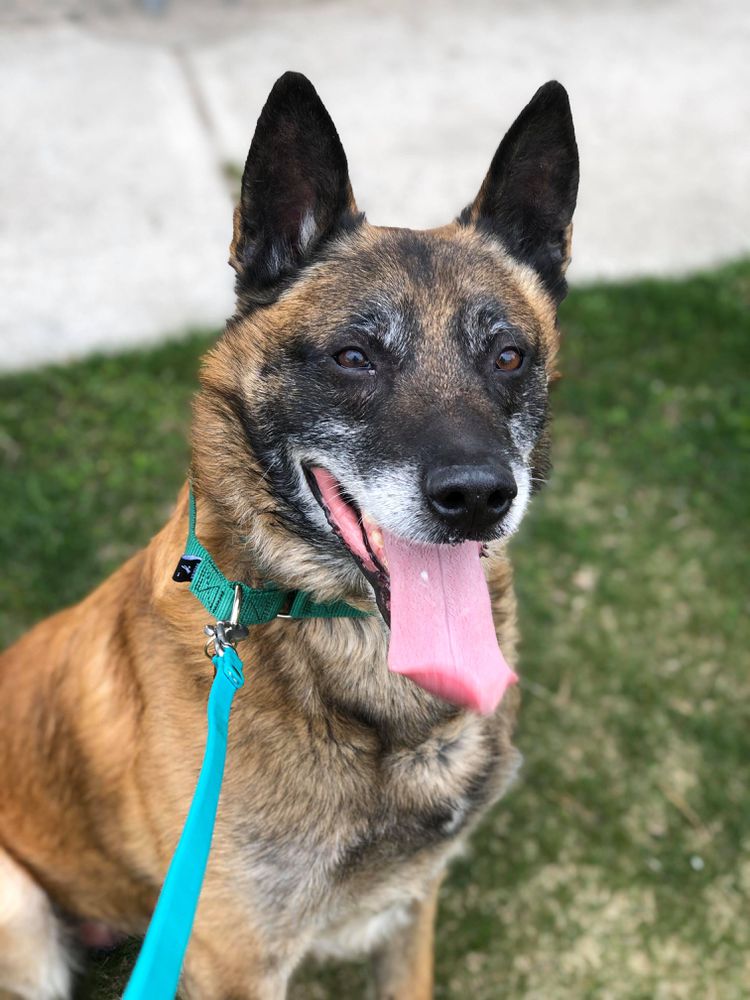 VKS’s A’Zar | Belgian Malinois 