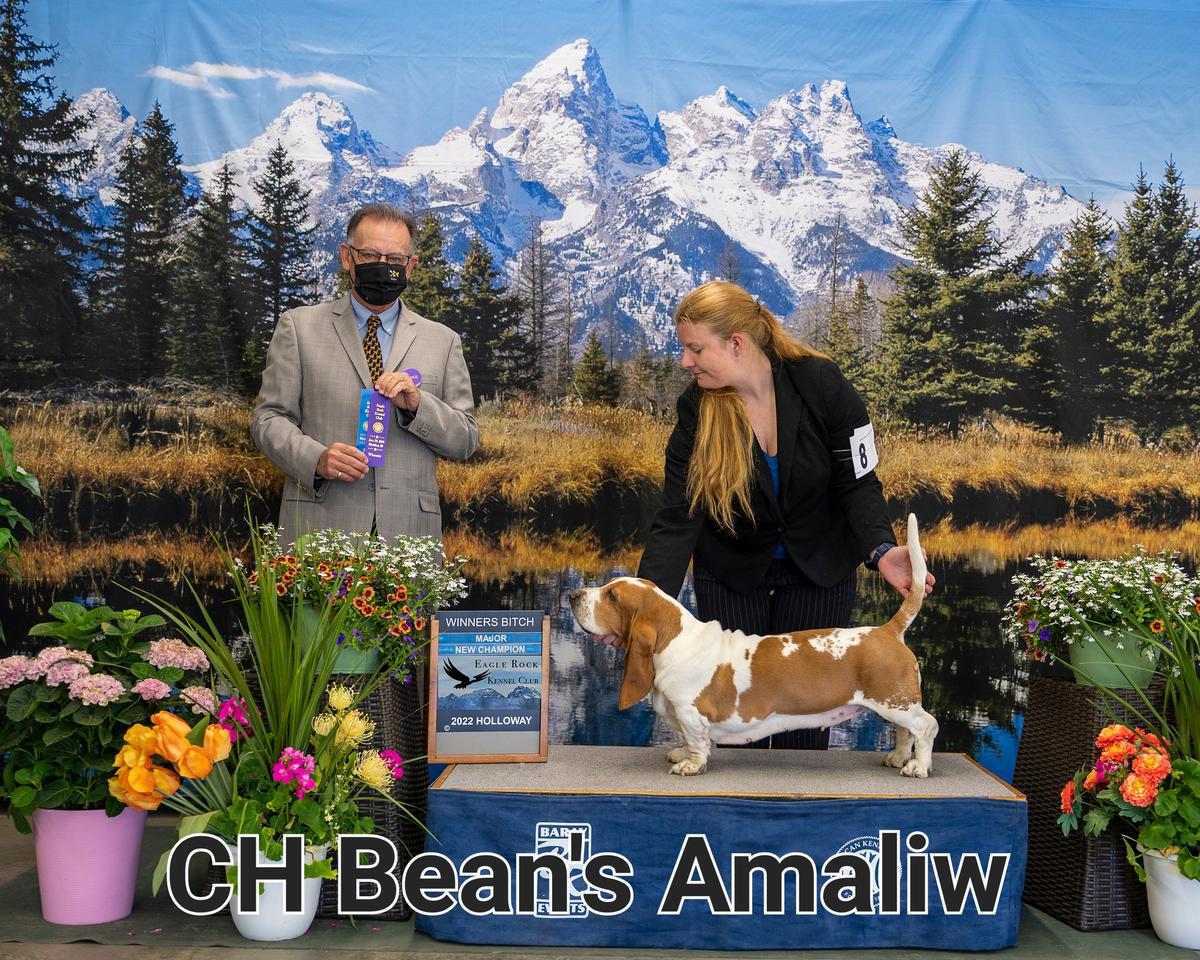 Bean's Amaliw | Basset Hound 