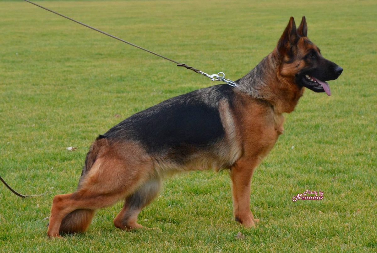 Orka von Panoniansee | German Shepherd Dog 