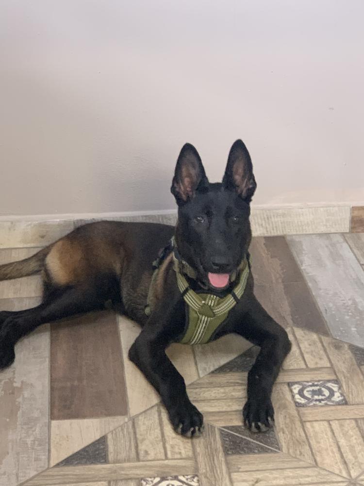 Conan IV | Belgian Malinois 