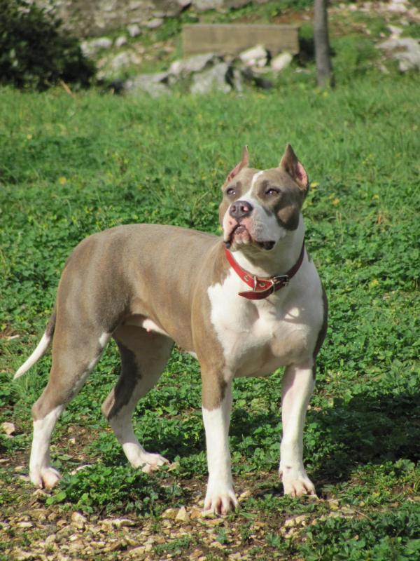 Kiowa Trail Empress of prairie | American Staffordshire Terrier 