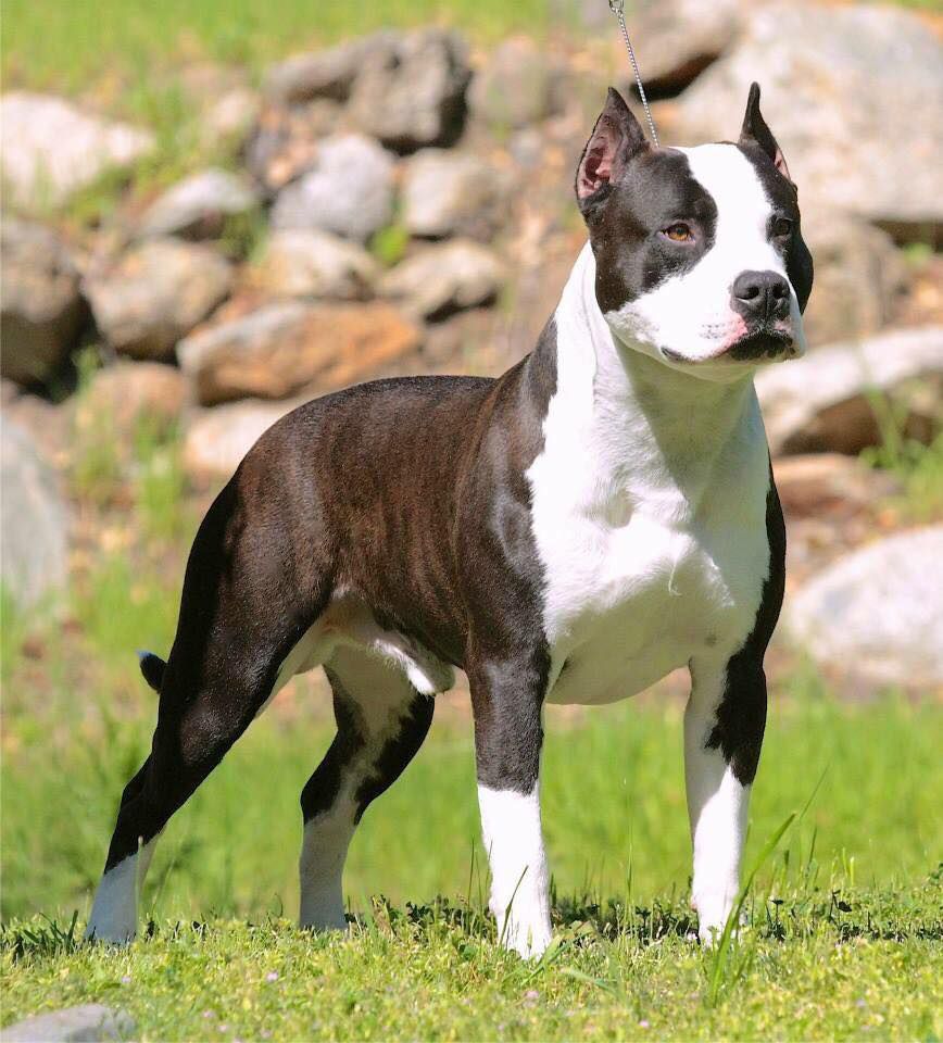 Lore's Saturday Night Live | American Pit Bull Terrier 