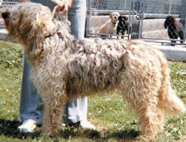 Fogbound's Lady Clara | Otterhound 