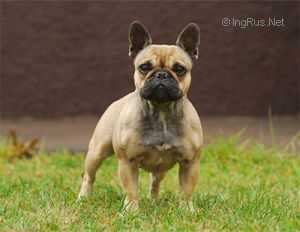 Zvenislava Iz Doma Miralin | French Bulldog 