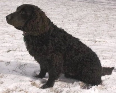 California Way Hot Double Shot | American Water Spaniel 