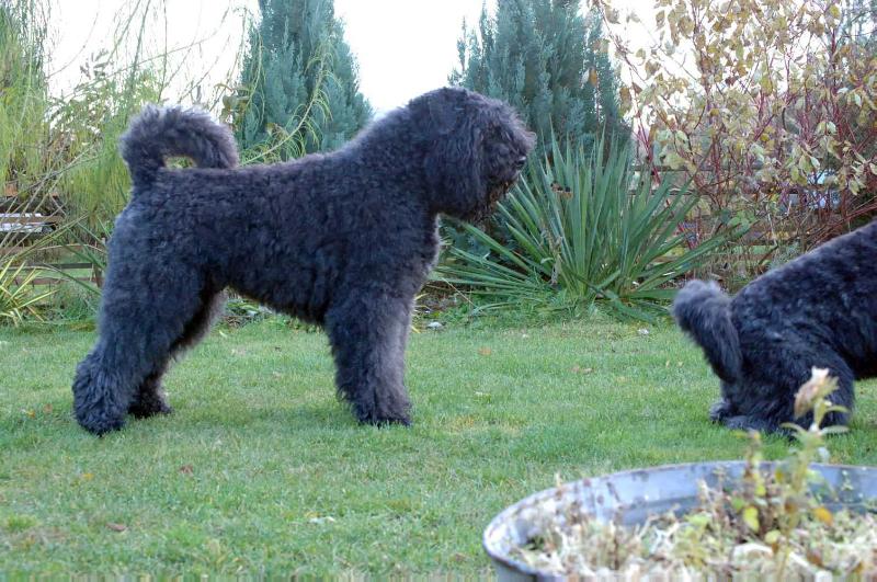 War Bouviator Hit Alivet Tattu`s Sammuel | Bouvier des Flandres 