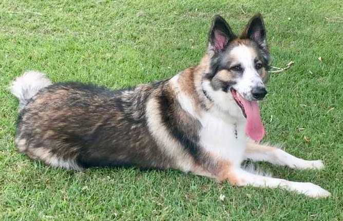 Luna von exotic | German Shepherd Dog 