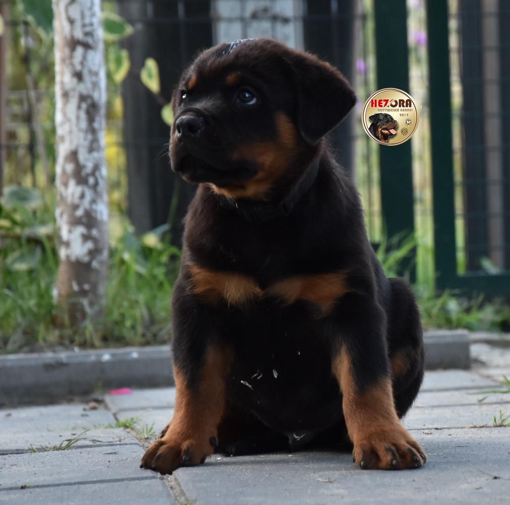 FAGO Hezora | Rottweiler 