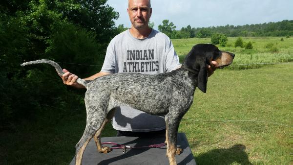 Western World Coon Queen Dot | Bluetick Coonhound 