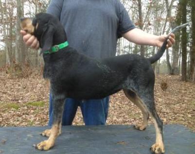 Wagner's So Blue Bawlin Tess | Bluetick Coonhound 