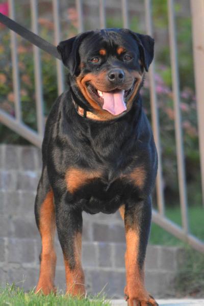 Tonka Von Brantley | Rottweiler 