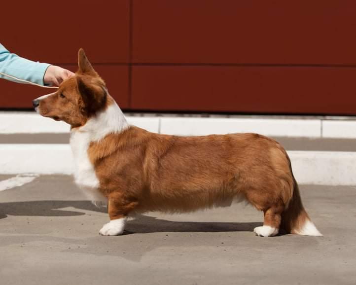 Dom Corgi Navigator | Cardigan Welsh Corgi 