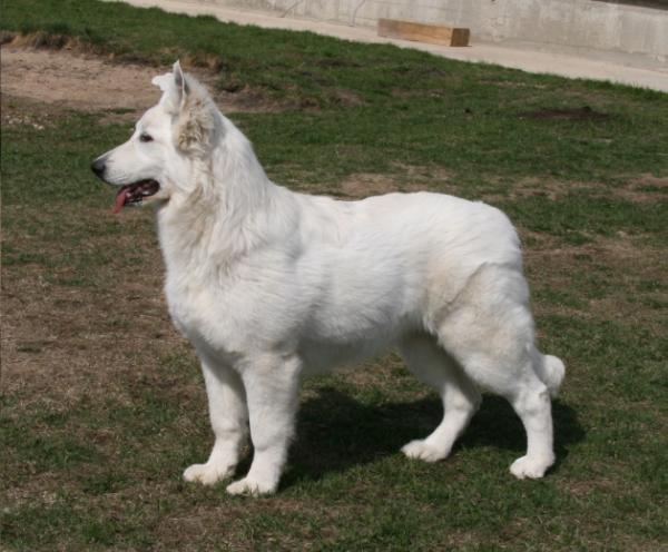 Zarnia iz Okeana Udachi | White Swiss Shepherd Dog 