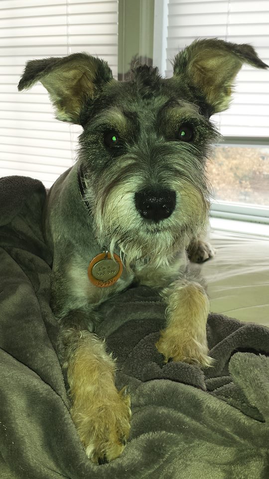 Bubby Suddarth | Miniature Schnauzer 