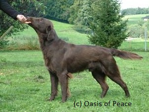 O´Flanagan CAFFE CONCERTO | Flat-Coated Retriever 