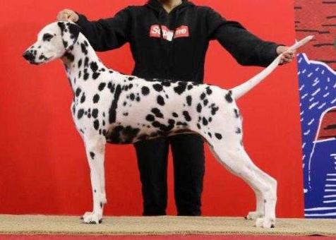 DALSFORT VIII SNOW WHITE | Dalmatian 