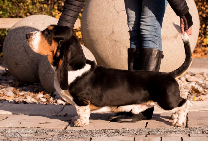 Anakin Lady Barnett's | Basset Hound 