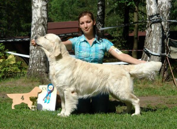 Christopher Du Bois De La Rayere | Golden Retriever 