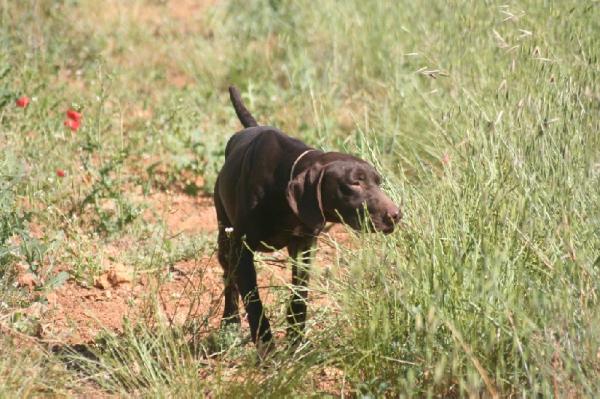 Asko du Mas de l'Arbre | German Shorthaired Pointer 