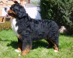 Emillion V.'T Rijkenspark | Bernese Mountain Dog 