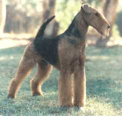 Bravo Ironman of Santeric | Airedale Terrier 