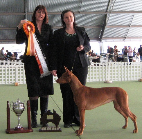 Vicoridge Dream girl inwa | Pharaoh Hound 