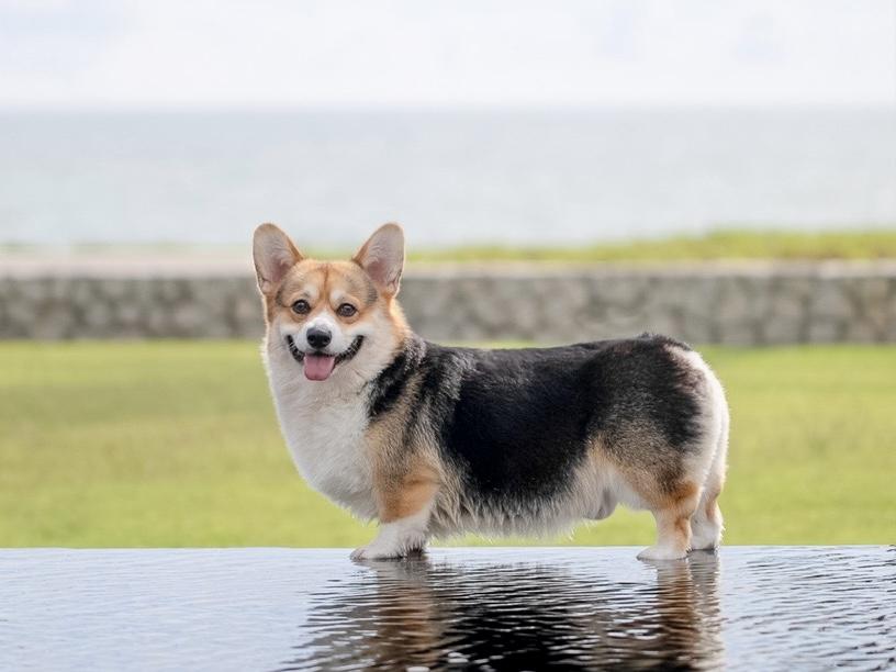 Daydreamer’s Eclipse Prince | Pembroke Welsh Corgi 