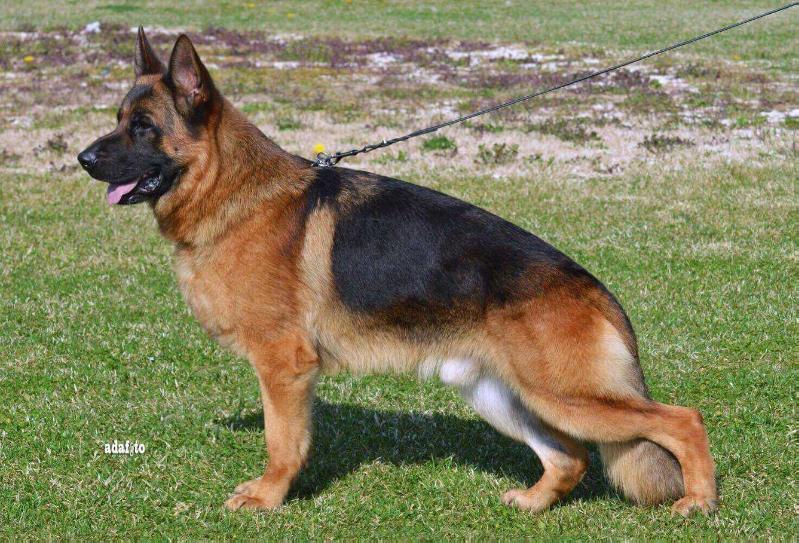 Yes degli Achei | German Shepherd Dog 