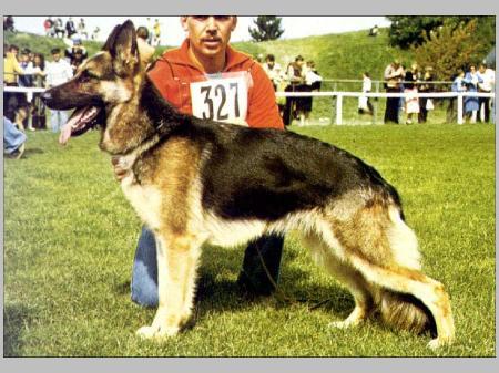 Anke vom Kernkraftwerk | German Shepherd Dog 