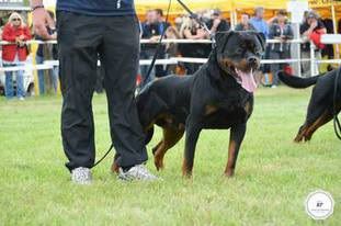 Massimo von Shambala | Rottweiler 