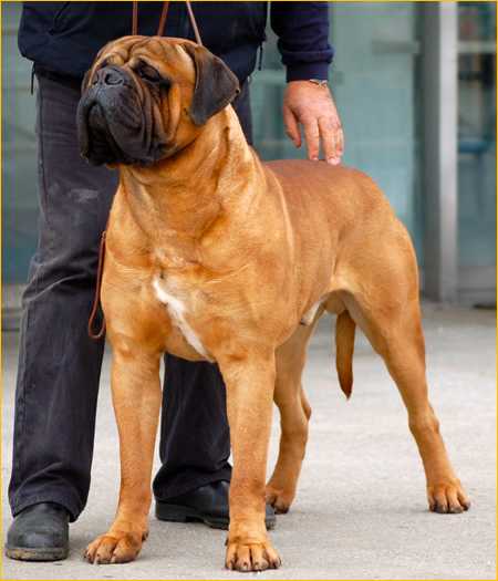 I BRAVI RAGAZZI MASANIELLO | Bullmastiff 