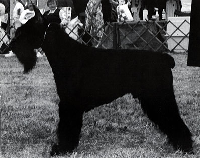 Skansen's Urban | Standard Schnauzer 