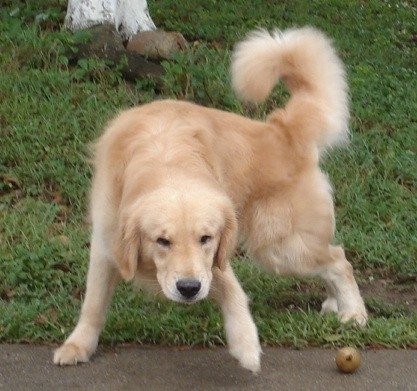 Clavijo grammy axell r | Golden Retriever 