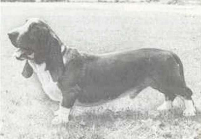 El-Ha-Guar | Basset Hound 