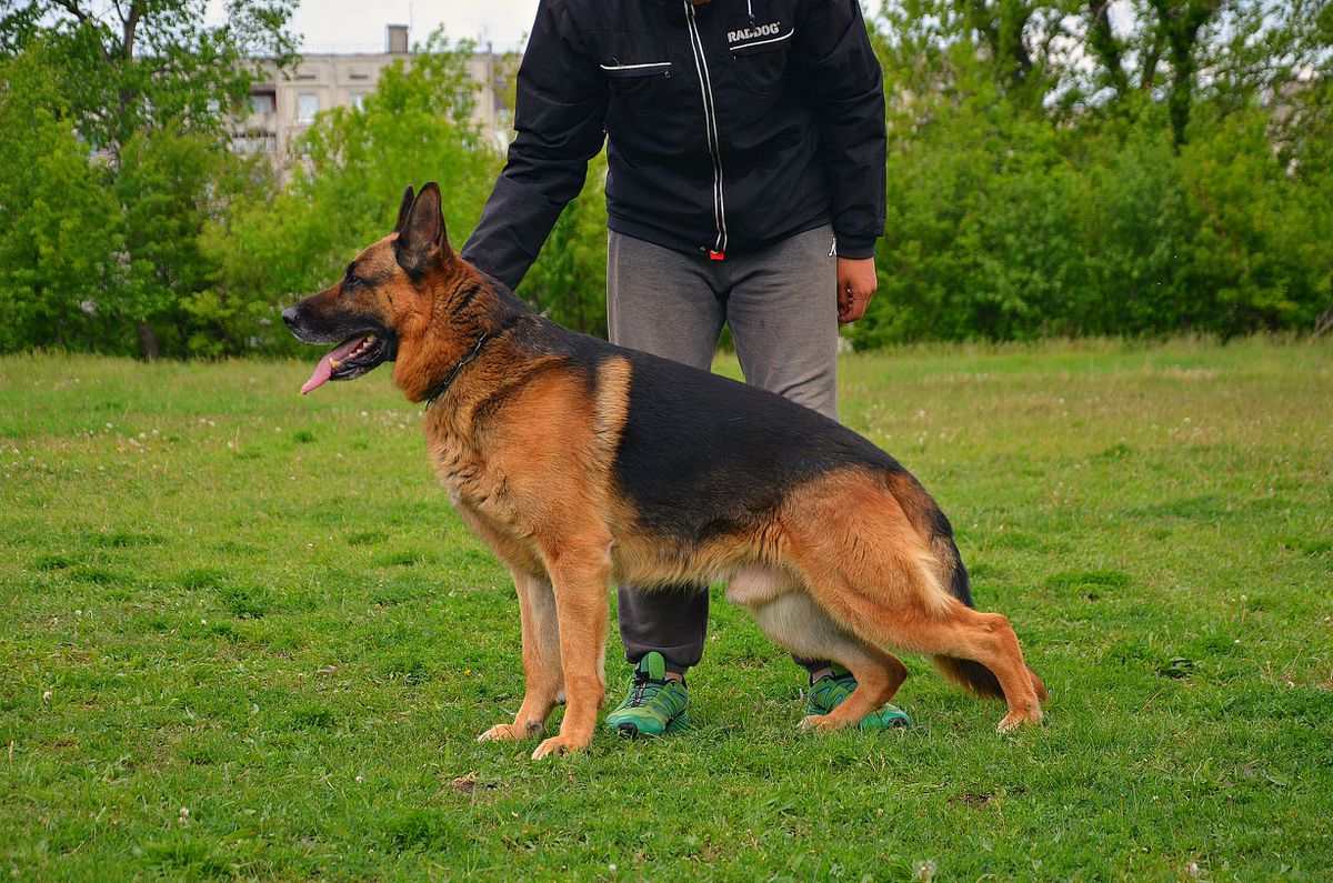 Vegas Iz Doma Muromtsa | German Shepherd Dog 