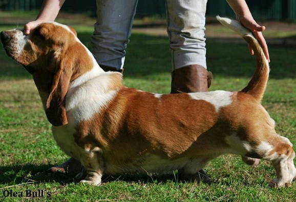 Vaco Olea Bull's | Basset Hound 