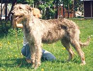 Lorhi-Vilardi-Favorit | Irish Wolfhound 