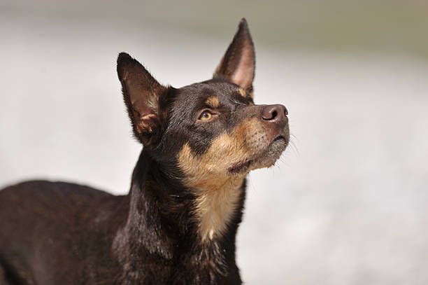 Australian Kelpie