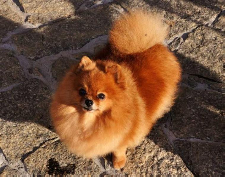 Br High Time Petit Four | Pomeranian 