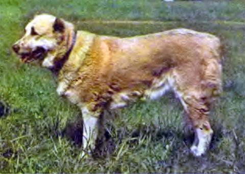Bairita | Central Asian Shepherd Dog 
