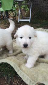 LILY O'ISLA MAEGHAN | White Swiss Shepherd Dog 