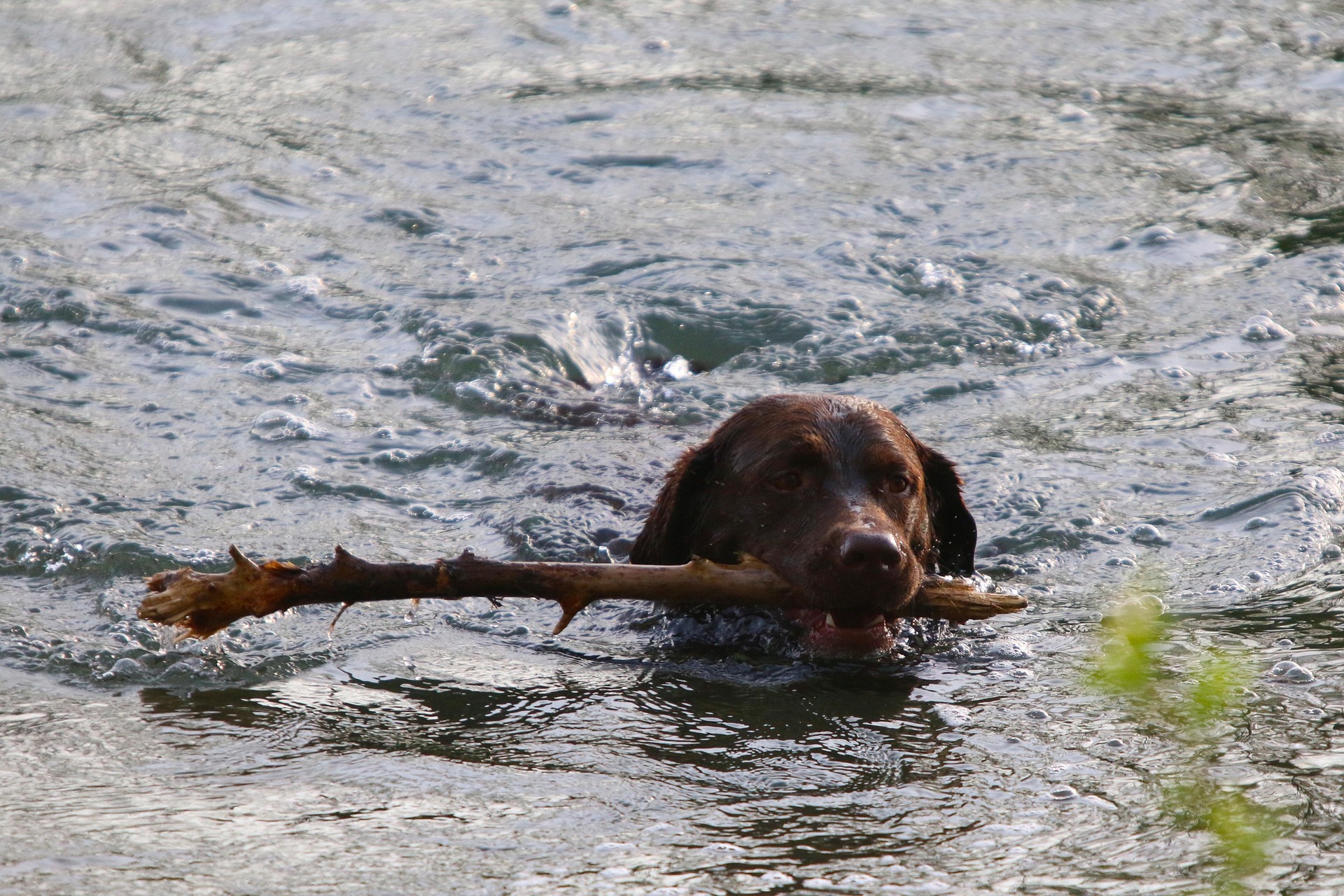 Dog with stick 