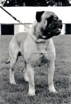 Sharwells Mean Mr Mustard of Pitmans | Bullmastiff 