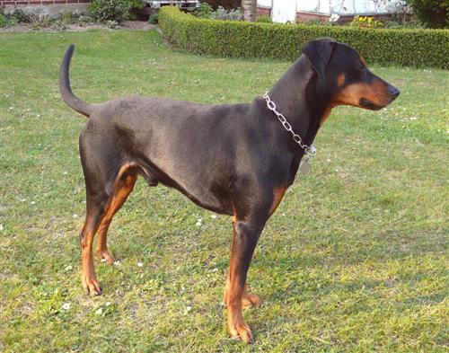 Birko von der Winkelgasse | German Pinscher 