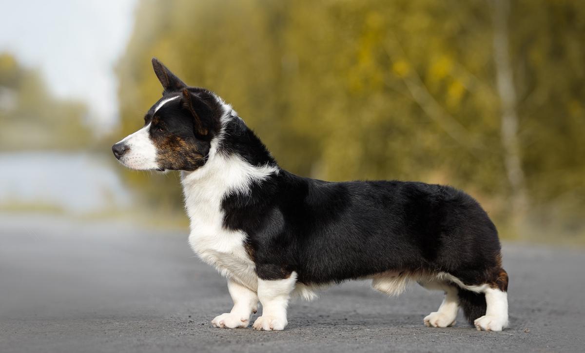 Tayur Favorit Boy | Cardigan Welsh Corgi 