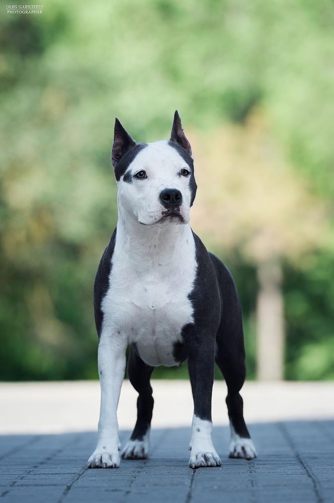 DAO-GUAN ORDER FOR VICTORY | American Staffordshire Terrier 