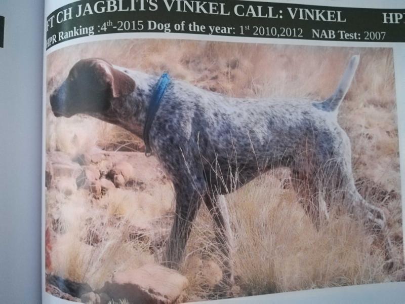 JAGBLITS VINKEL | German Shorthaired Pointer 