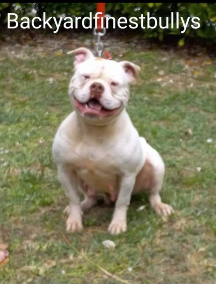 Byfb Khalua | American Bulldog 